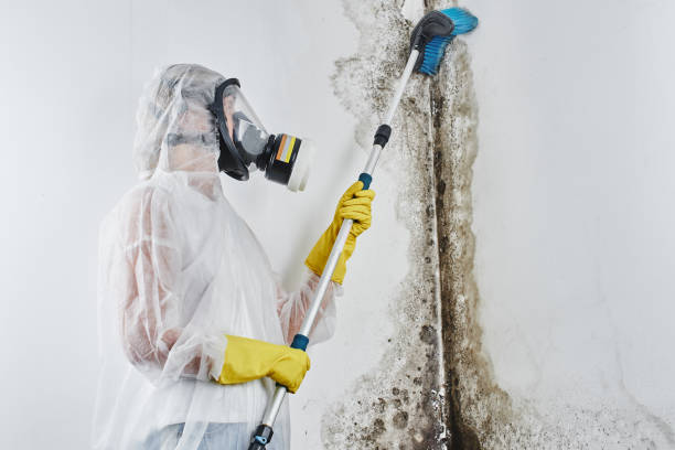 Best Toxic Mold Removal  in Reynoldsburg, OH