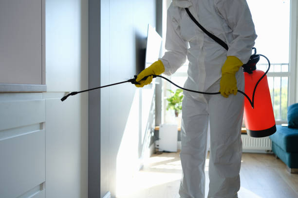 Best Mold Remediation  in Reynoldsburg, OH