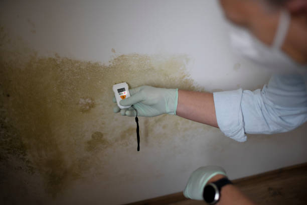 Best Residential Mold Removal  in Reynoldsburg, OH