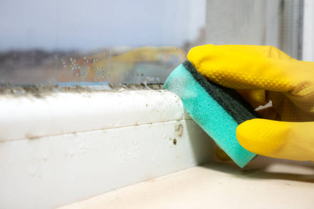 Best Local Mold Removal Service  in Reynoldsburg, OH