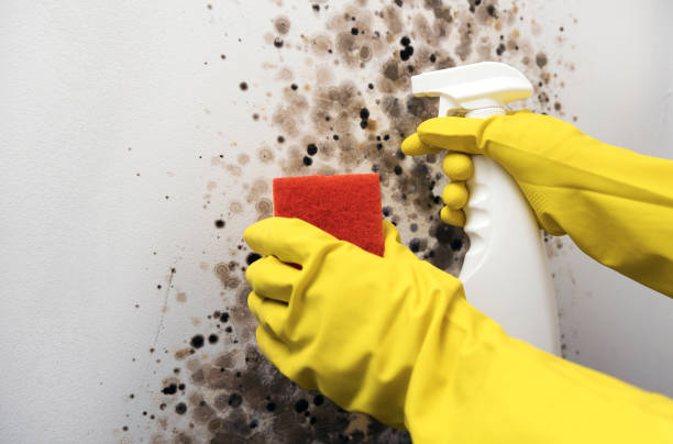 Best Certified Mold Removal  in Reynoldsburg, OH