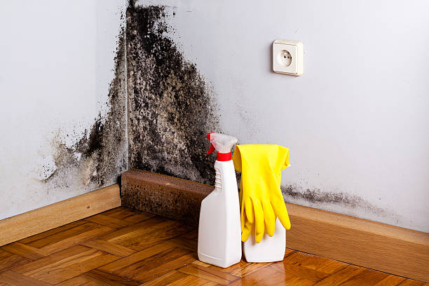 Mold Removal Process in Reynoldsburg, OH