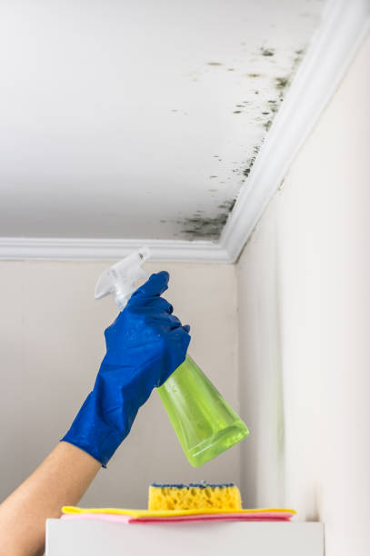 Home Mold Removal in Reynoldsburg, OH